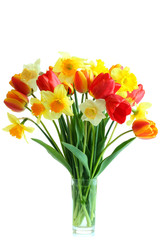 Daffodils and tulips isolated