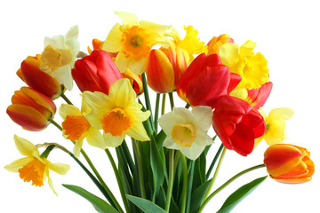 Daffodils and tulips isolated