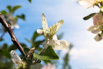 Butterfly on a flower