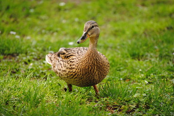 Canard