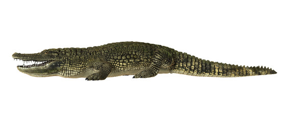 Fototapeta premium American Alligator
