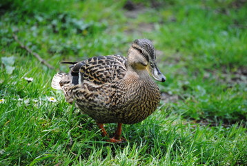 Canard