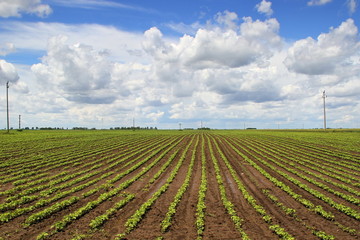 Fototapeta na wymiar Agriculture field