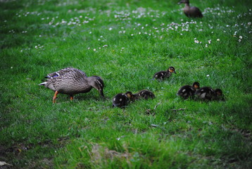 La maman et ses canetons