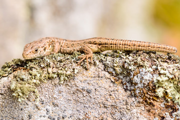 Sand lizard (Lacerta agilis)