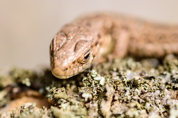 Sand lizard (Lacerta agilis)