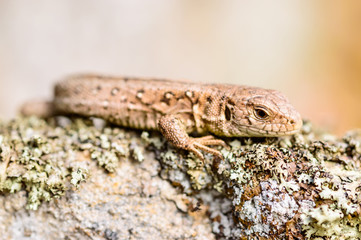 Sand lizard (Lacerta agilis)