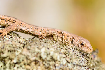 Sand lizard (Lacerta agilis)