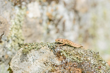 Sand lizard (Lacerta agilis)