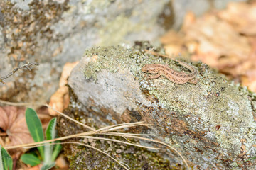 Sand lizard (Lacerta agilis)