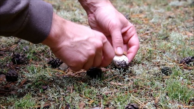 Pilze suchen Steinpilz vid 02.