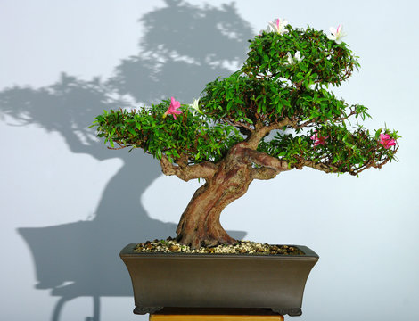 Bonsai azalea after the spring bloom and partial pruning