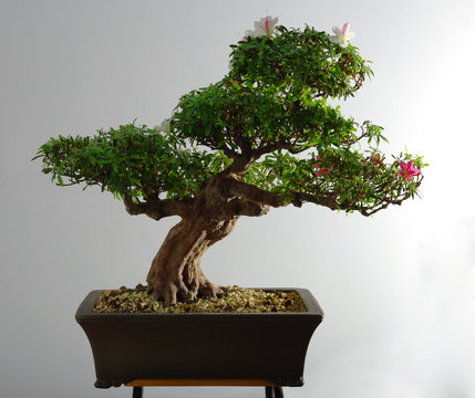 Bonsai azalea after the spring bloom and partial pruning