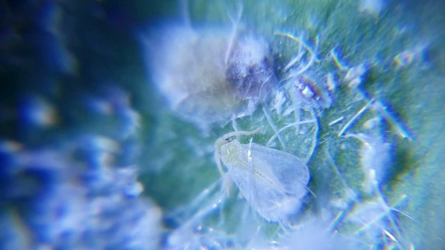The woolly whitefly, Aleurothrixus floccosus pest insect
