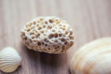 Sea shells and stone on wooden table