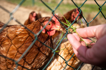 Red hens in a farmyard being fed with grass from the hand