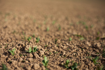 Sprouted green peas in organic soil on the field
