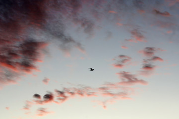 seagull in the sky  at sunset