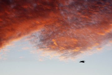 seagull in the sky  at sunset