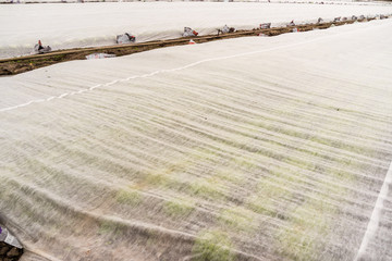 Ansaat Feld mit Abdeckplane