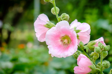 Rose of Sharon