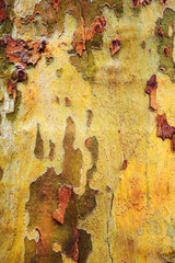 macro of colorful bark of an old tree