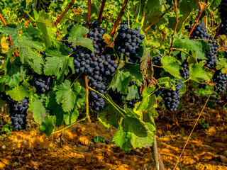 Toskania, Włochy,  winnica tuż przed zbiorem winogron