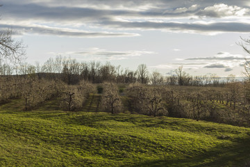 Apple Orchard Spring