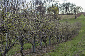 Apple Orchard Spring