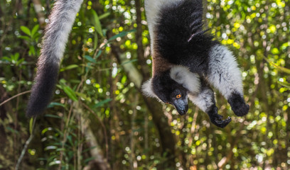Black-and-white ruffed lemur of Madagascar