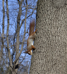 Red squirrels on tree