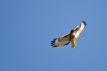 Red-Tail Hawk Flying in a Blue Sky