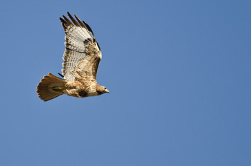 Red-Tailed Hawk Flying in a Blue Sky