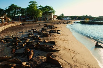 アザラシ   © hisadaken