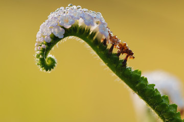 Heliotropium indicum with brown background