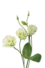 beautiful eustoma flowers isolated  on white background