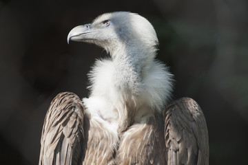 Snow vulture gyps himalayensis