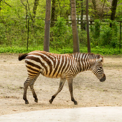Fototapeta na wymiar close up view of a zebra animal on a zoo