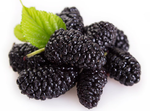 Fresh Mulberry