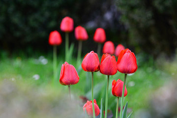 Obraz premium Fresh tulips in a garden, in spring season