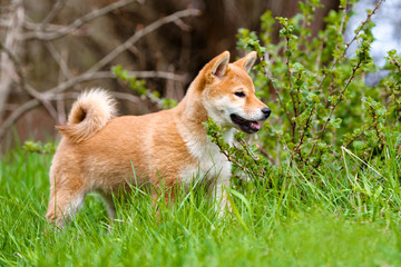 red shiba-inu puppy standing outdoors