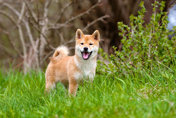 adorable shiba-inu puppy standing outdoors