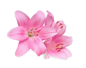 pink lilies on white background - obrazy, fototapety, plakaty