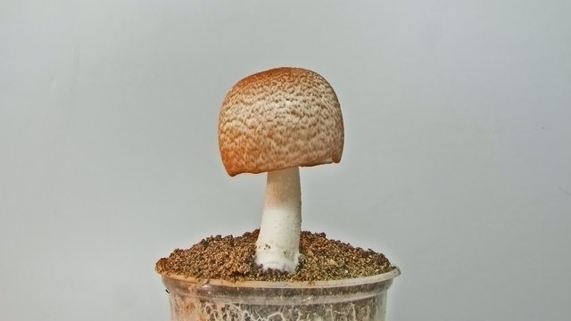 The Culinary Medicinal Royal Sun Agaricus Mushroom Timelapse