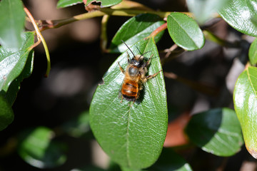 wild solitary bee Osmia bicornis