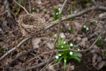 Empty bird nest in a forest
