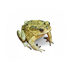 toad