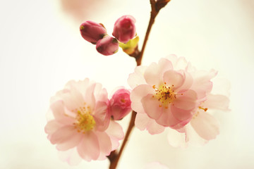 cherry blossom in soft colors