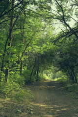 Fototapeta na wymiar Way in summer forest