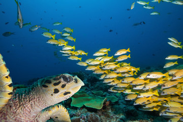 Sea turtle and school of  yellow fish. © frantisek hojdysz